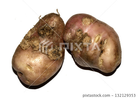 Home grown potatoes with fungus scab on the skin, edable but wonky vegetables 132129353