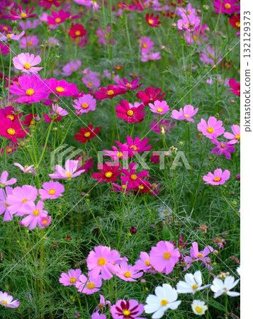  Cosmos field 132129373