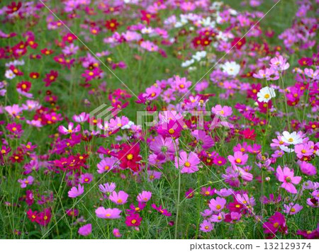  Cosmos field 132129374