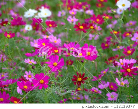 Cosmos field Cosmos field 132129377