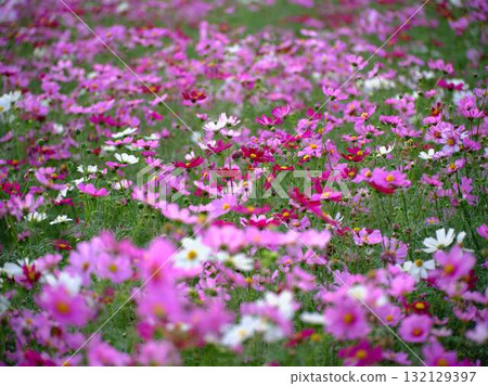  Cosmos field 132129397