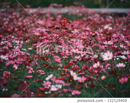Cosmos field Cosmos field 132129409