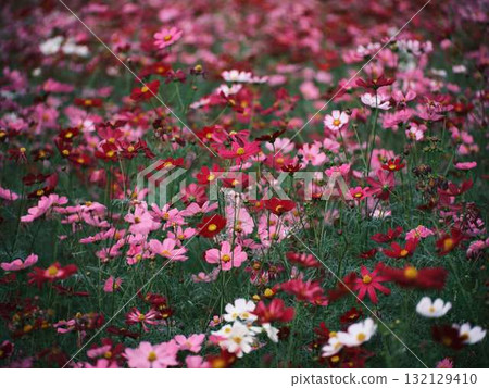  Cosmos field 132129410