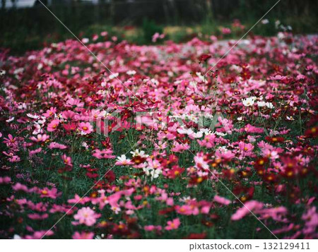 Cosmos field Cosmos field 132129411