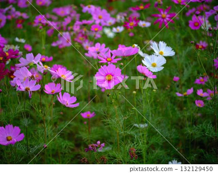 宇宙領域 宇宙領域 132129450