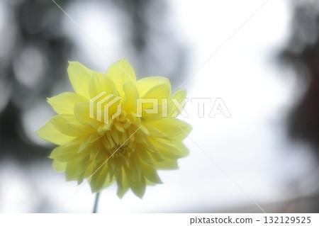 A single yellow dahlia stands out against a monochrome background A single yellow dahlia stands out against a monochrome background 132129525