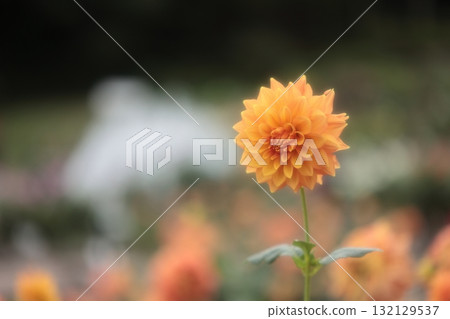 開花的橙色大麗花花 開花的橙色大麗花花 132129537