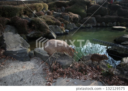 Capybara's water supply Capybara's water supply 132129575