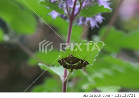 一隻白帶田蛾停在秋季花園裡盛開的雛菊花的綠葉上 一隻白帶田蛾停在秋季花園裡盛開的雛菊花的綠葉上 132129721