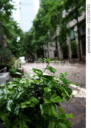 Green street trees and white flowers Green street trees and white flowers 132129752