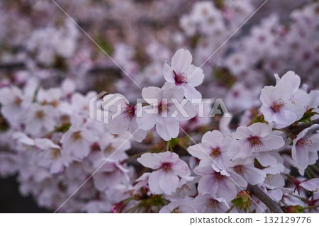 Sakura in the Asao River, Kanagawa Prefecture Sakura in the Asao River, Kanagawa Prefecture 132129776