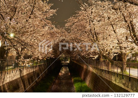 Cherry blossoms at night in Aso River, Kanagawa Prefecture Cherry blossoms at night in Aso River, Kanagawa Prefecture 132129777