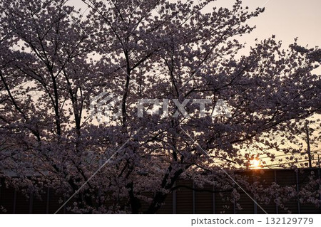Sakura in the Asao River, Kanagawa Prefecture 132129779