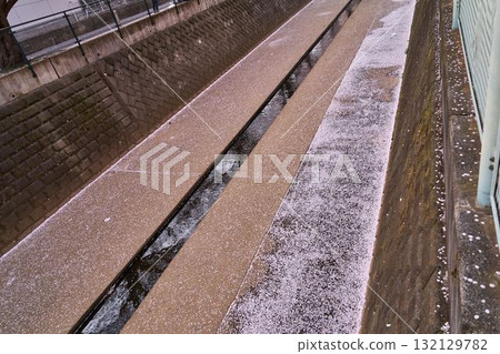 Sakura in the Asao River, Kanagawa Prefecture 132129782