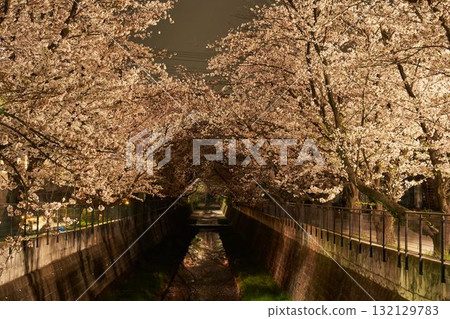 Cherry blossoms at night in Aso River, Kanagawa Prefecture Cherry blossoms at night in Aso River, Kanagawa Prefecture 132129783