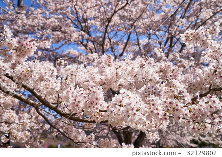 Cherry blossoms at Miyagase Toriihara Park in Kanagawa Prefecture 132129802