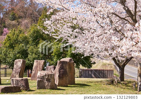 神奈川縣宮瀨鳥居原公園的櫻花 132129803