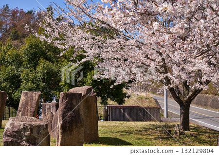 Cherry blossoms at Miyagase Toriihara Park in Kanagawa Prefecture 132129804