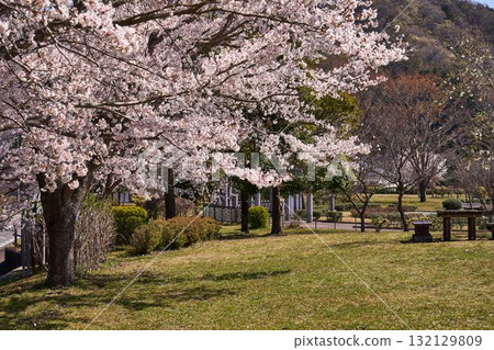 神奈川縣宮瀨鳥居原公園的櫻花 神奈川縣宮瀨鳥居原公園的櫻花 132129809