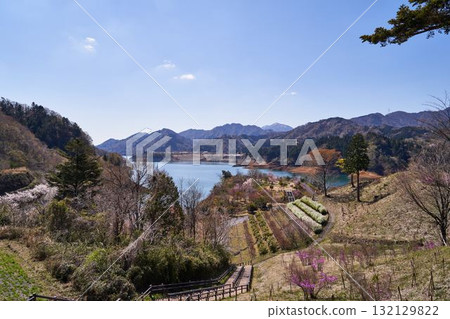 神奈川縣宮瀨湖的春天 132129822