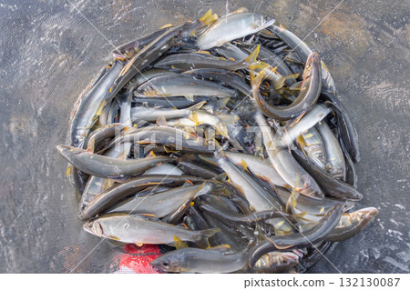 Fishes of Ayu Fishing Fishes of Ayu Fishing 132130087