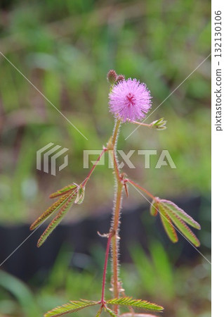 Ojigisaw flowers 132130106