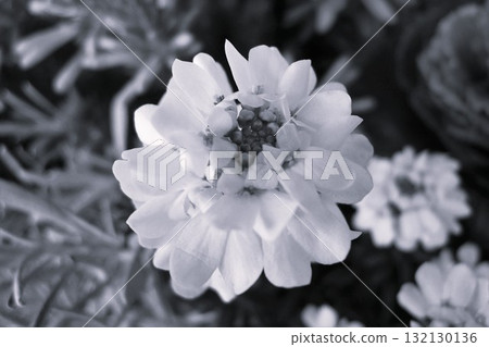 薺菜(薺菜、瑪格麗巴納) 薺菜(薺菜、瑪格麗巴納) 132130136