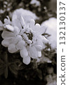 薺菜(薺菜、瑪格麗巴納) 薺菜(薺菜、瑪格麗巴納) 132130137