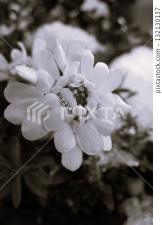 薺菜（薺菜、瑪格麗巴納） 132130137