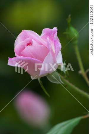 Rose of pink Rose of pink 132130142