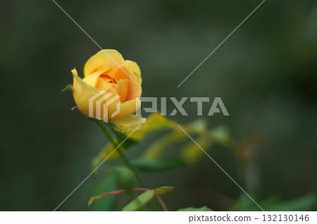 黃玫瑰花蕾 132130146
