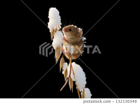 Cute harvest mouse climbing a snow covered stalk of oats isolated on a black background 132130349