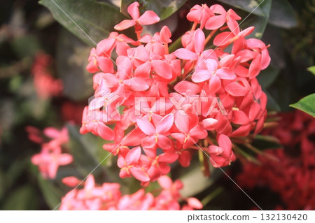 A cluster of vibrant pink Ixora flowers, also known as jungle geranium, blooming in soft focus with lush green foliage 132130420