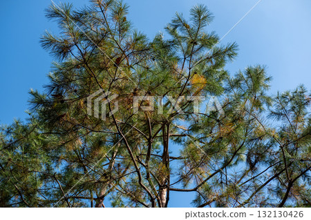 Pine tree branch with sky on the background 132130426