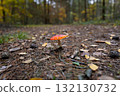 A vibrant Amanita mushroom with a vivid red cap dotted with white spots grows along a rustic forest path. The forest floor is covered with crisp pine needles and a scattering of golden autumn leaves.  132130732