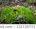 Small brown mushroom growing in green moss in autumn forest 132130733