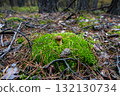 Small brown mushroom growing in green moss in autumn forest 132130734