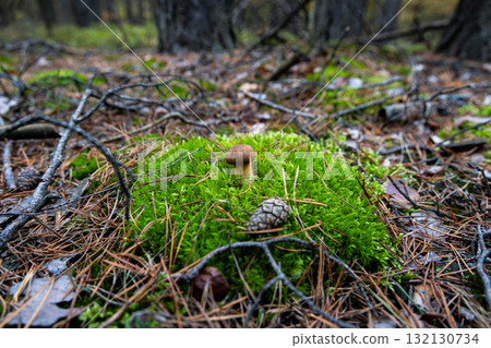 Small brown mushroom growing in green moss in autumn forest 132130734