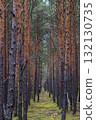 Dense pine forest with straight tall trees and green moss ground 132130735