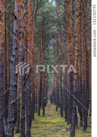 Dense pine forest with straight tall trees and green moss ground Dense pine forest with straight tall trees and green moss ground 132130735