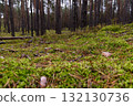Forest floor covered with green moss and pine needles in coniferous woodland 132130736