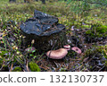 Wild mushrooms growing next to a tree stump in forest moss 132130737