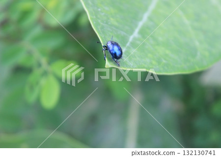A small, iridescent blue beetle rests on a large, green leaf, surrounded by blurred foliage 132130741