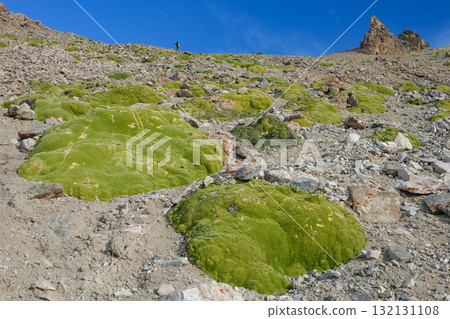 Kyrgyzstan_Ala-Archa National Park_Elektro Peak_Alpine plants Kyrgyzstan_Ala-Archa National Park_Elektro Peak_Alpine plants 132131108