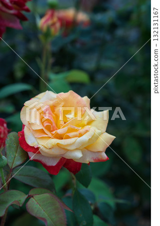 Autumn Rose Garden English Garden Old Roses Autumn Rose Garden English Garden Old Roses 132131167
