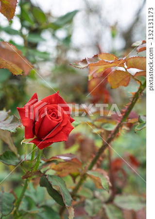 Autumn Rose Garden English Garden Old Roses 132131173