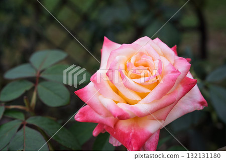 秋季玫瑰園英式花園老玫瑰 132131180