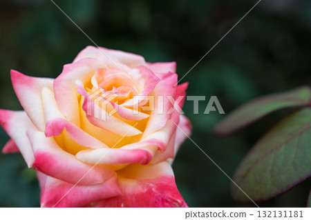 秋季玫瑰園英式花園老玫瑰 132131181