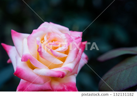 秋季玫瑰園英式花園老玫瑰 132131182