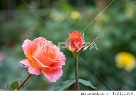 秋季玫瑰園英式花園老玫瑰 132131199